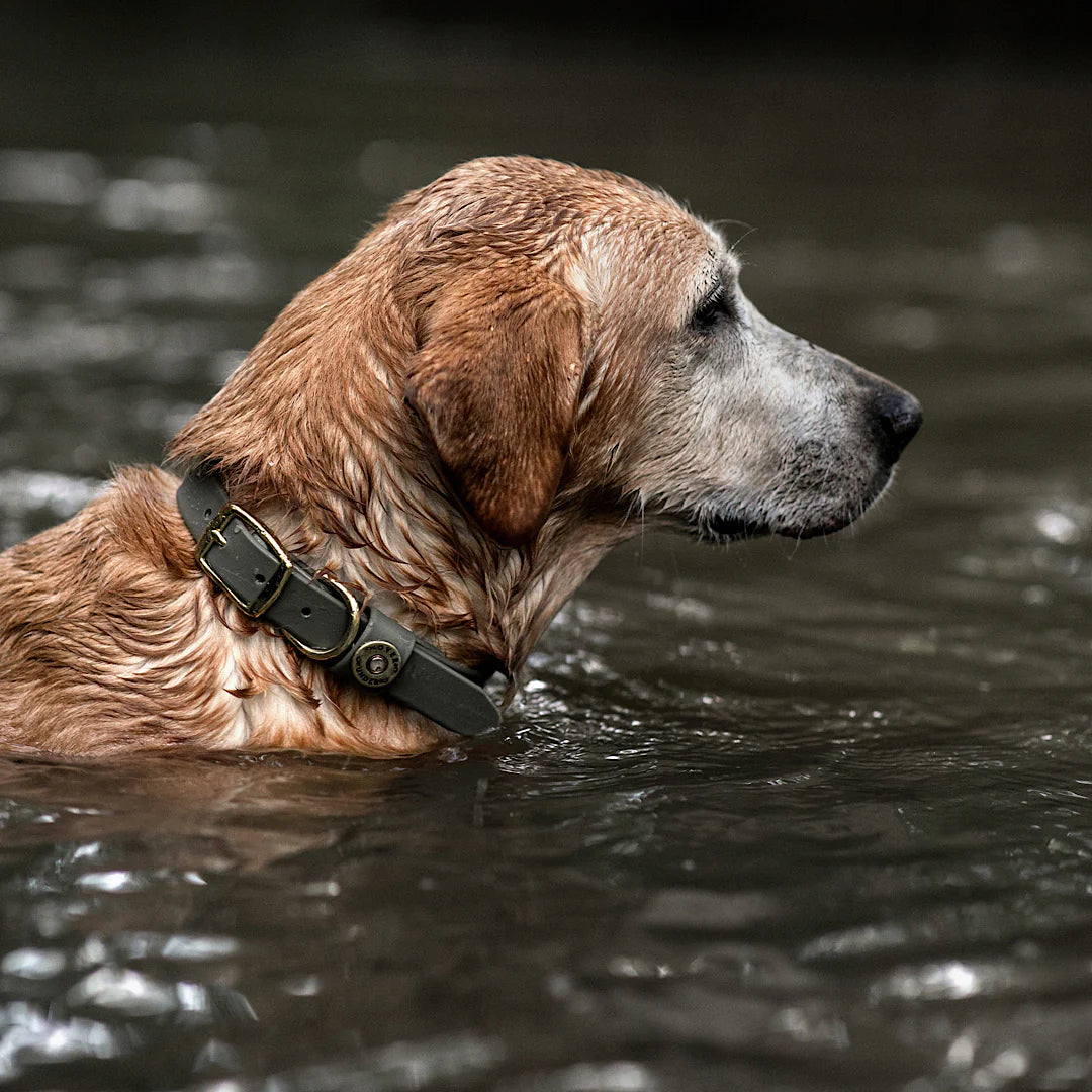 Over Under Water Dog Collars – RiverbendFairhope