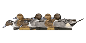 Avian-X Topflight Pintails