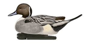 Avian-X Topflight Pintails